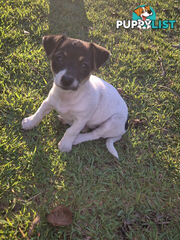 Female mini foxy pup