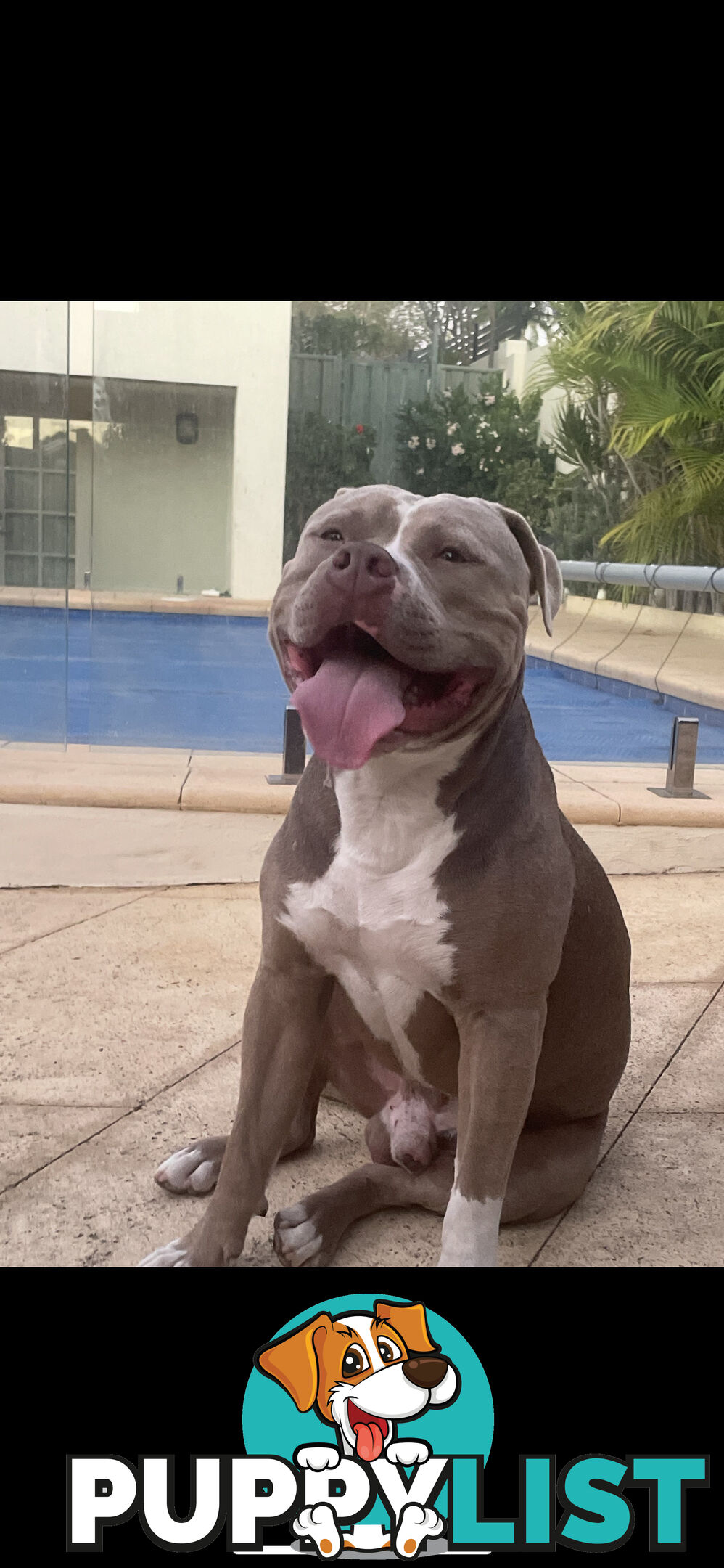 Xl bully pups Perth