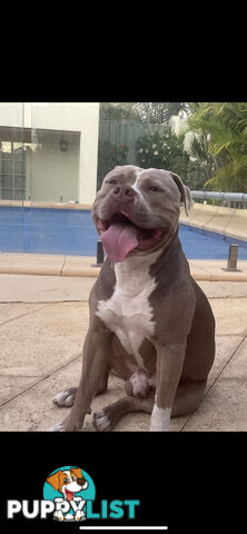 Xl bully pups Perth