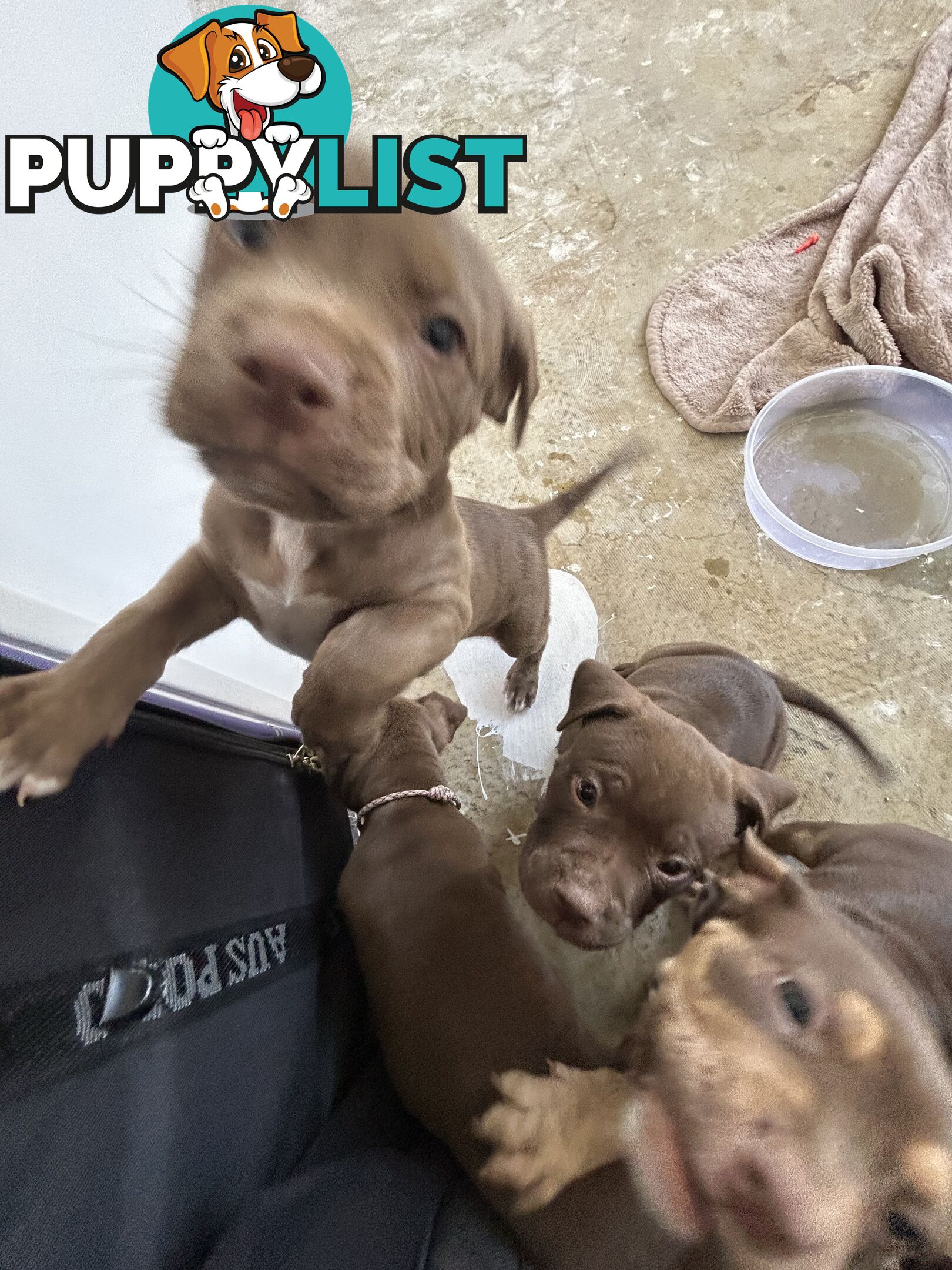 Xl bully pups Perth