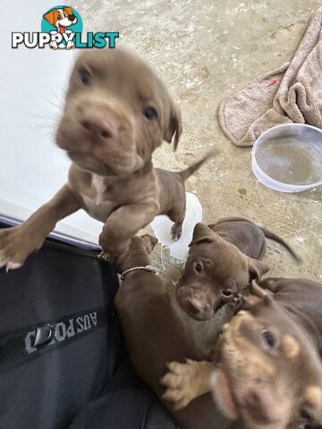 Xl bully pups Perth