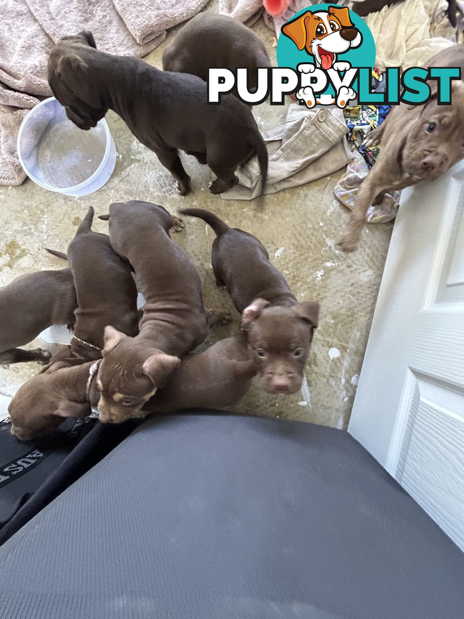 Xl bully pups Perth