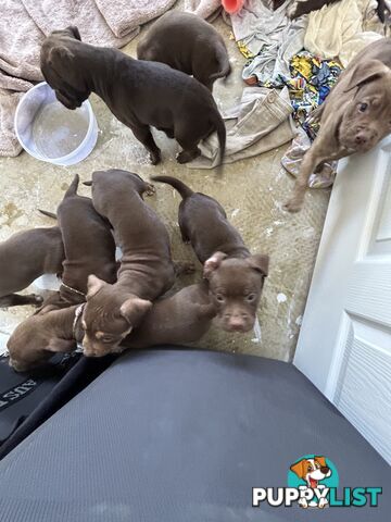 Xl bully pups Perth