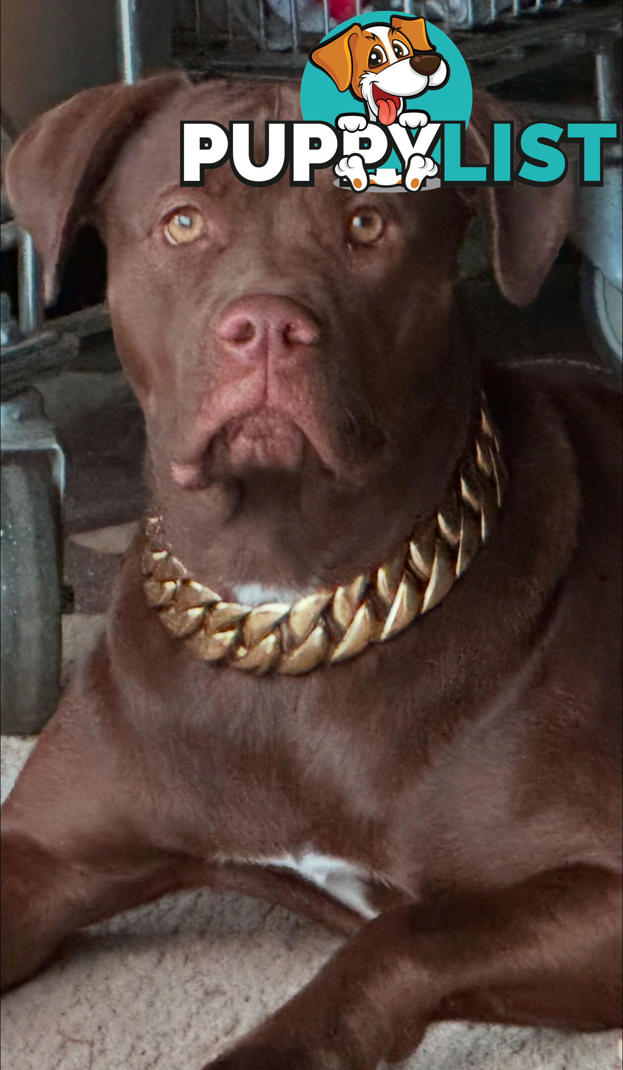 Xl bully pups Perth