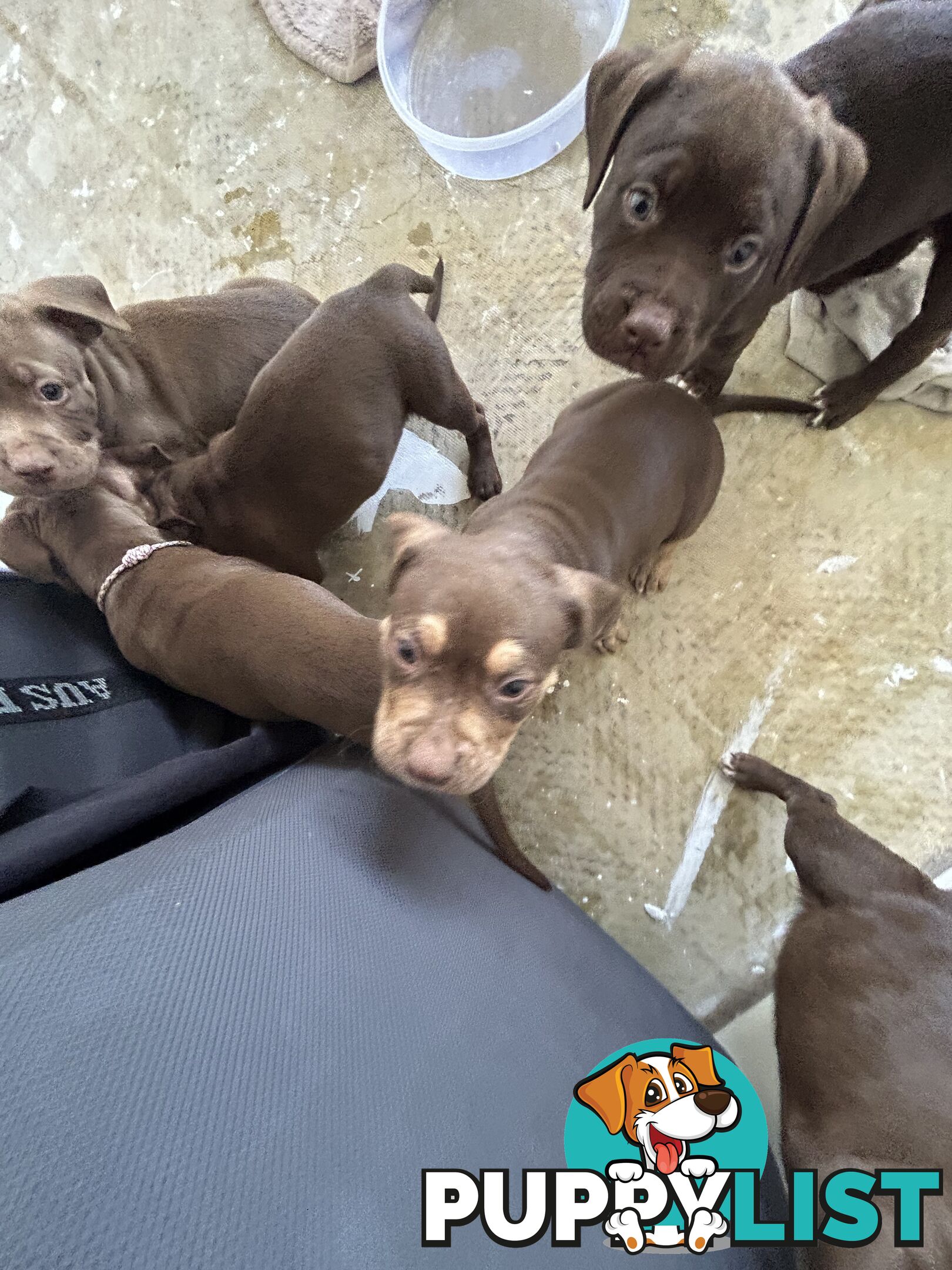 Xl bully pups Perth