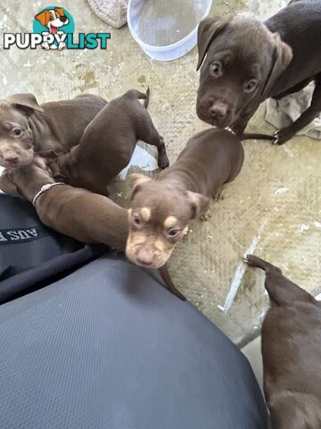 Xl bully pups Perth