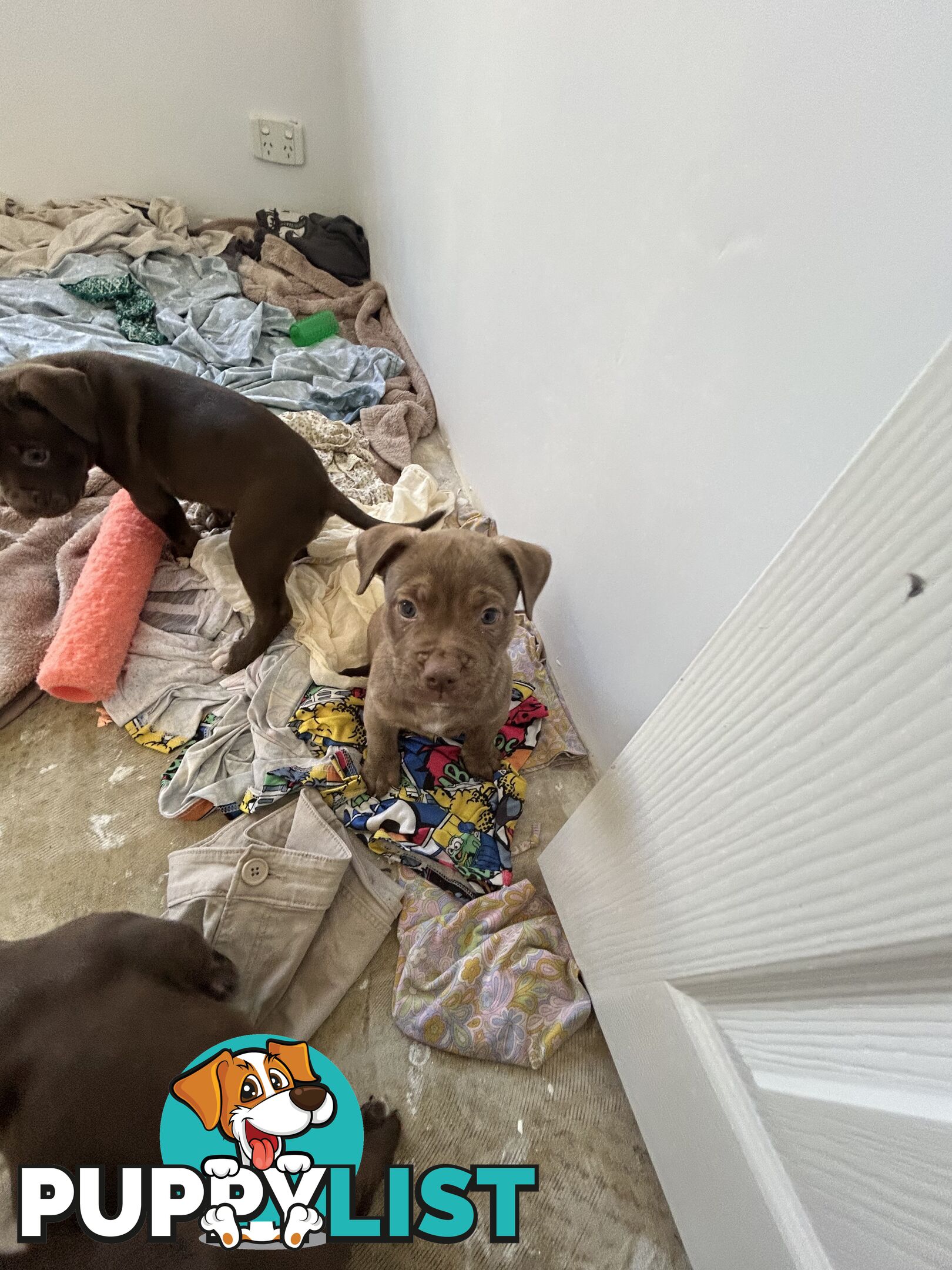 Xl bully pups Perth