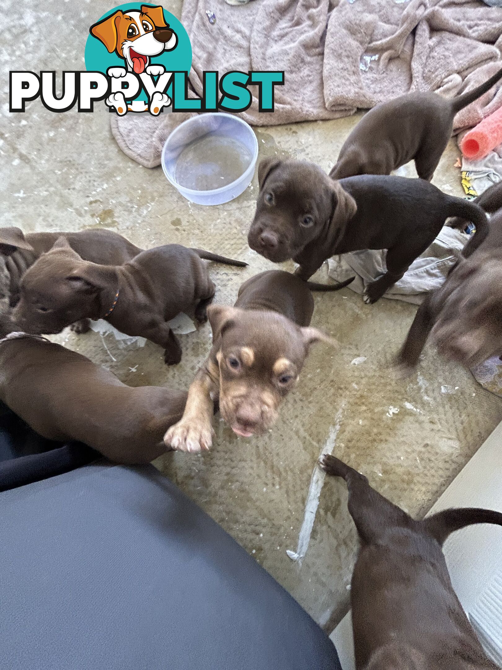 Xl bully pups Perth