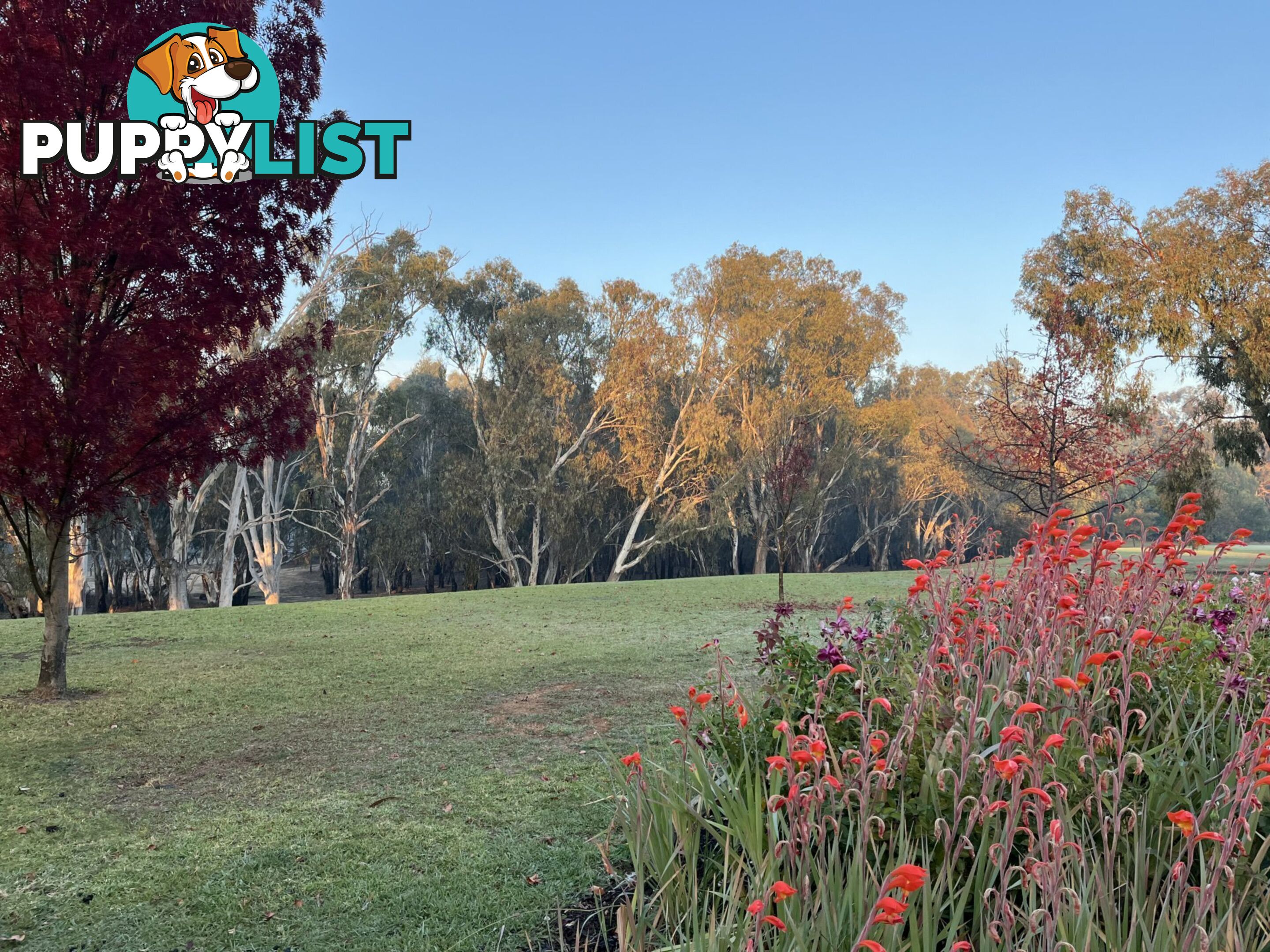 5 Maidensmith Drive MOAMA NSW 2731