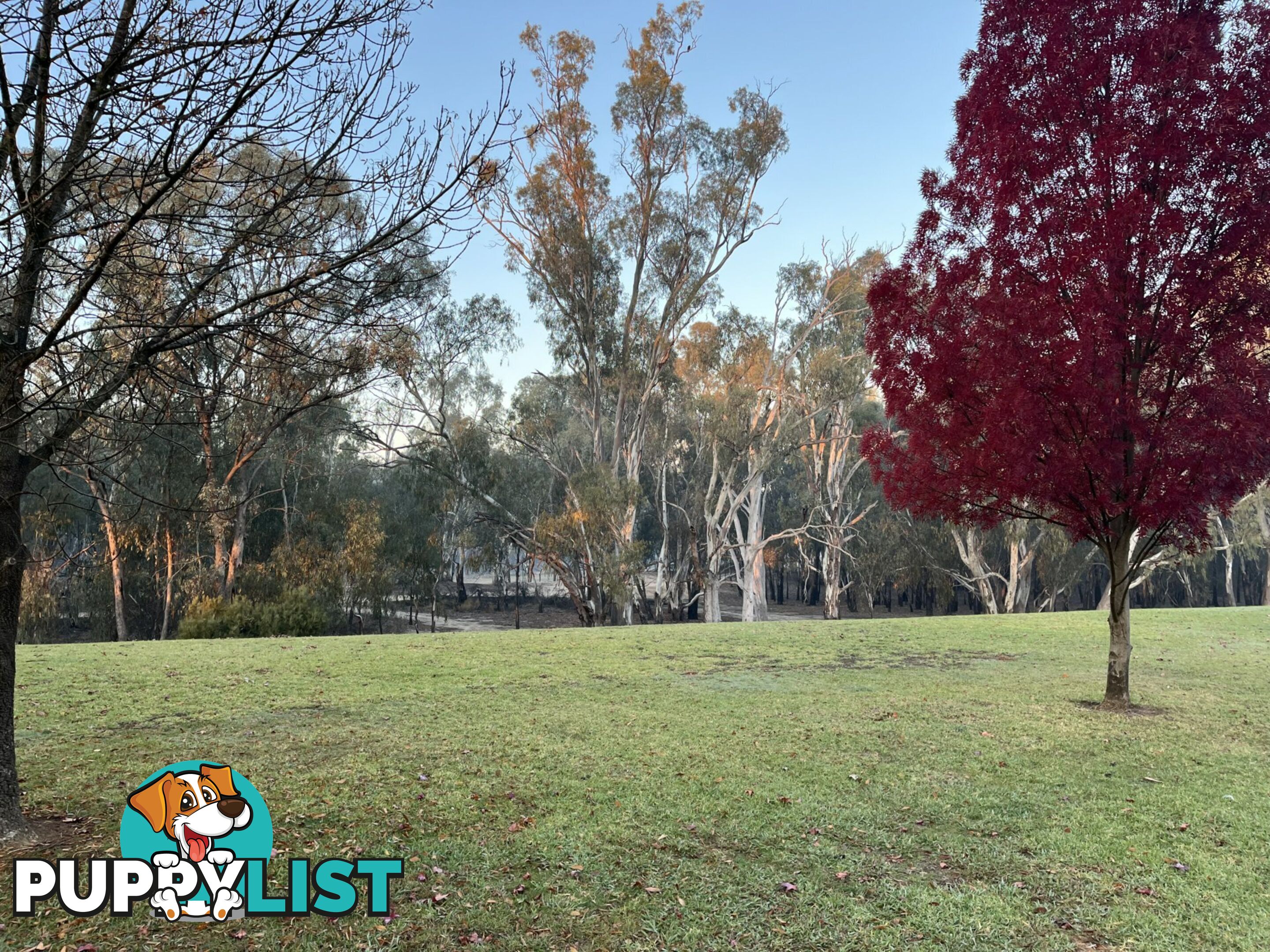 5 Maidensmith Drive MOAMA NSW 2731