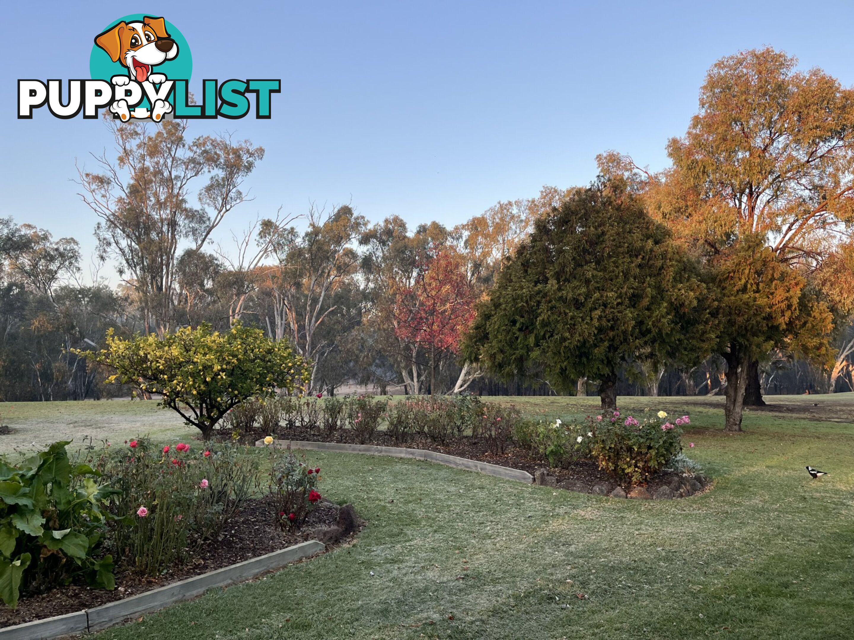 5 Maidensmith Drive MOAMA NSW 2731