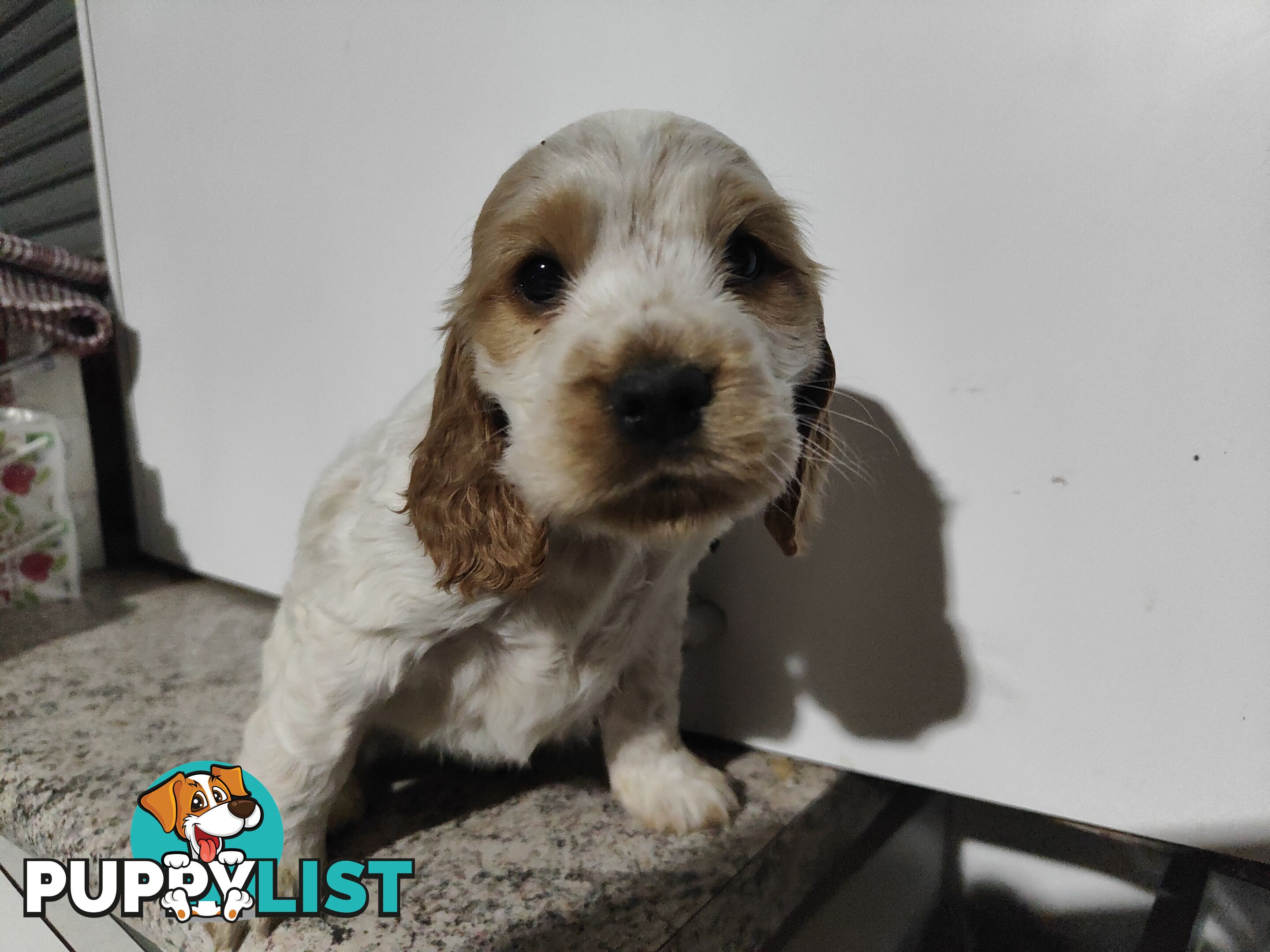 English cocker spaniel