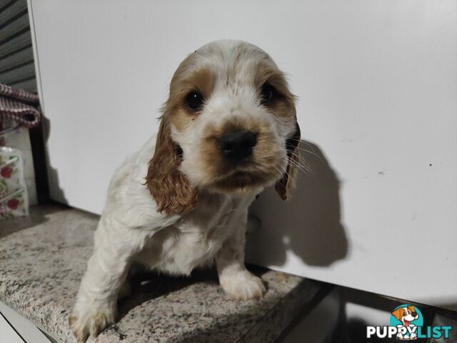 English cocker spaniel