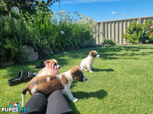 Jack Russel puppies