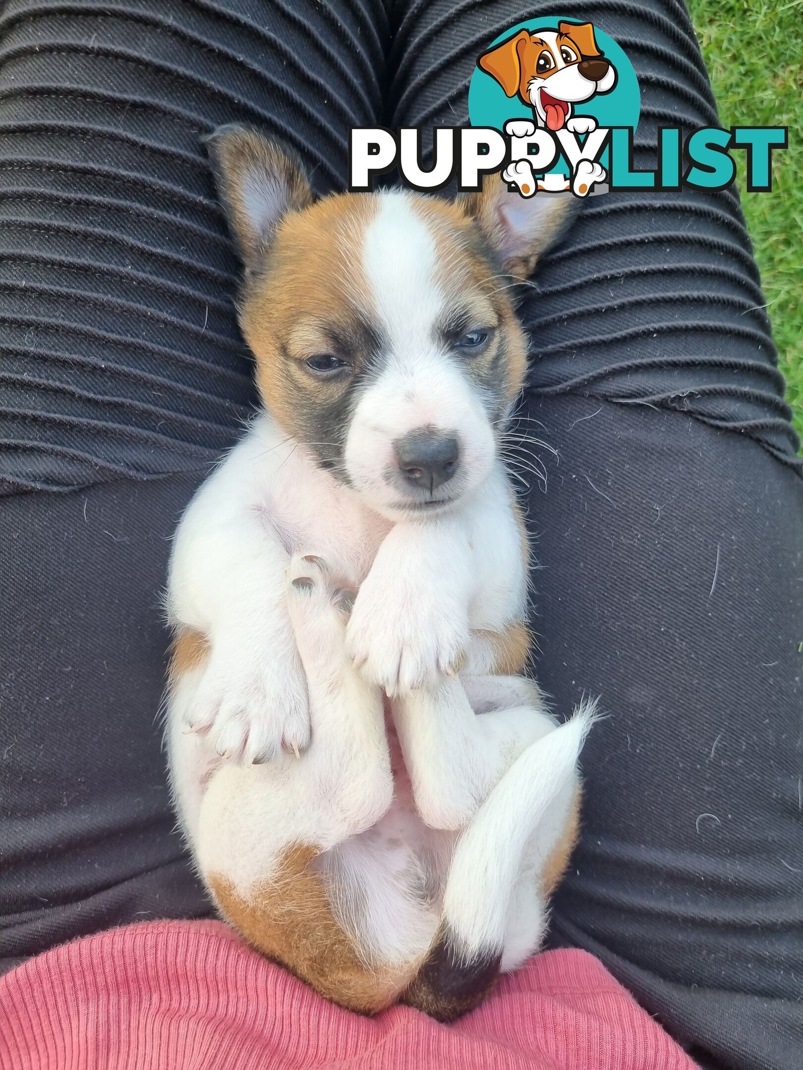 Jack Russel puppies