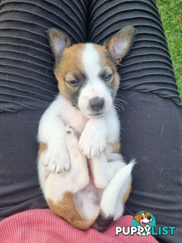 Jack Russel puppies