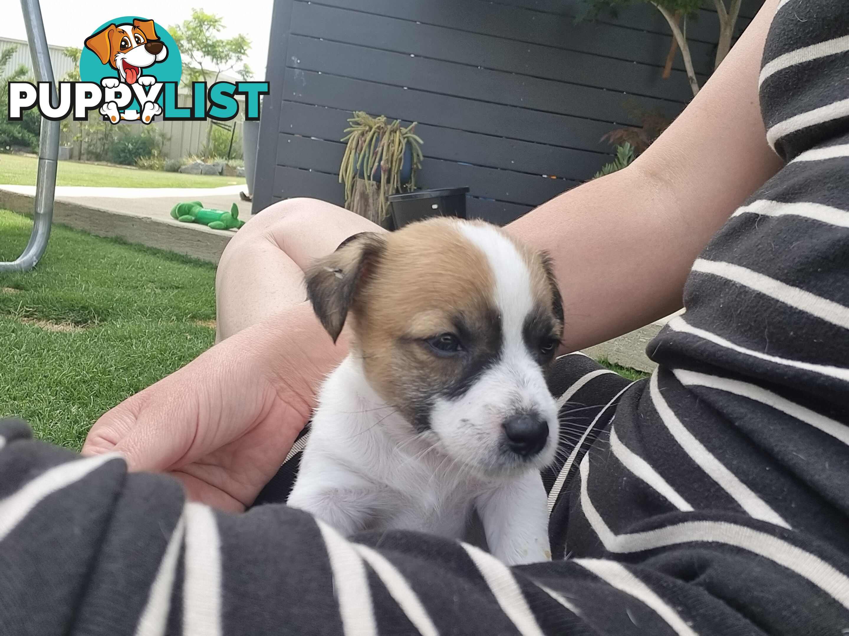 Jack Russel puppies