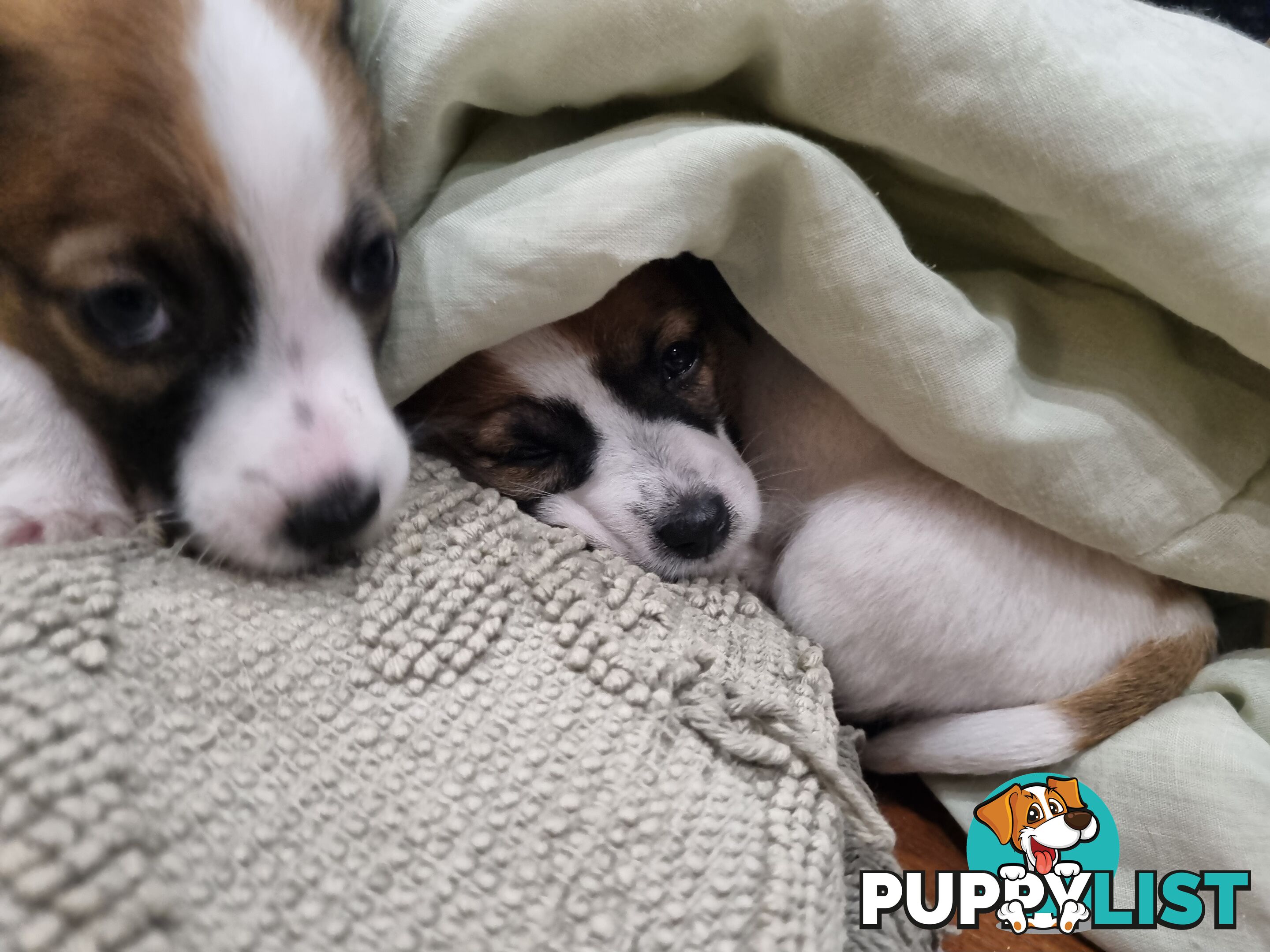 Jack Russel puppies