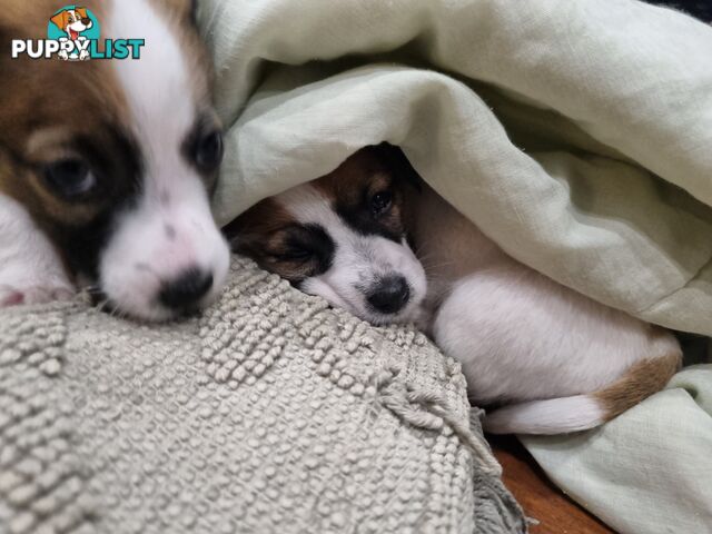 Jack Russel puppies