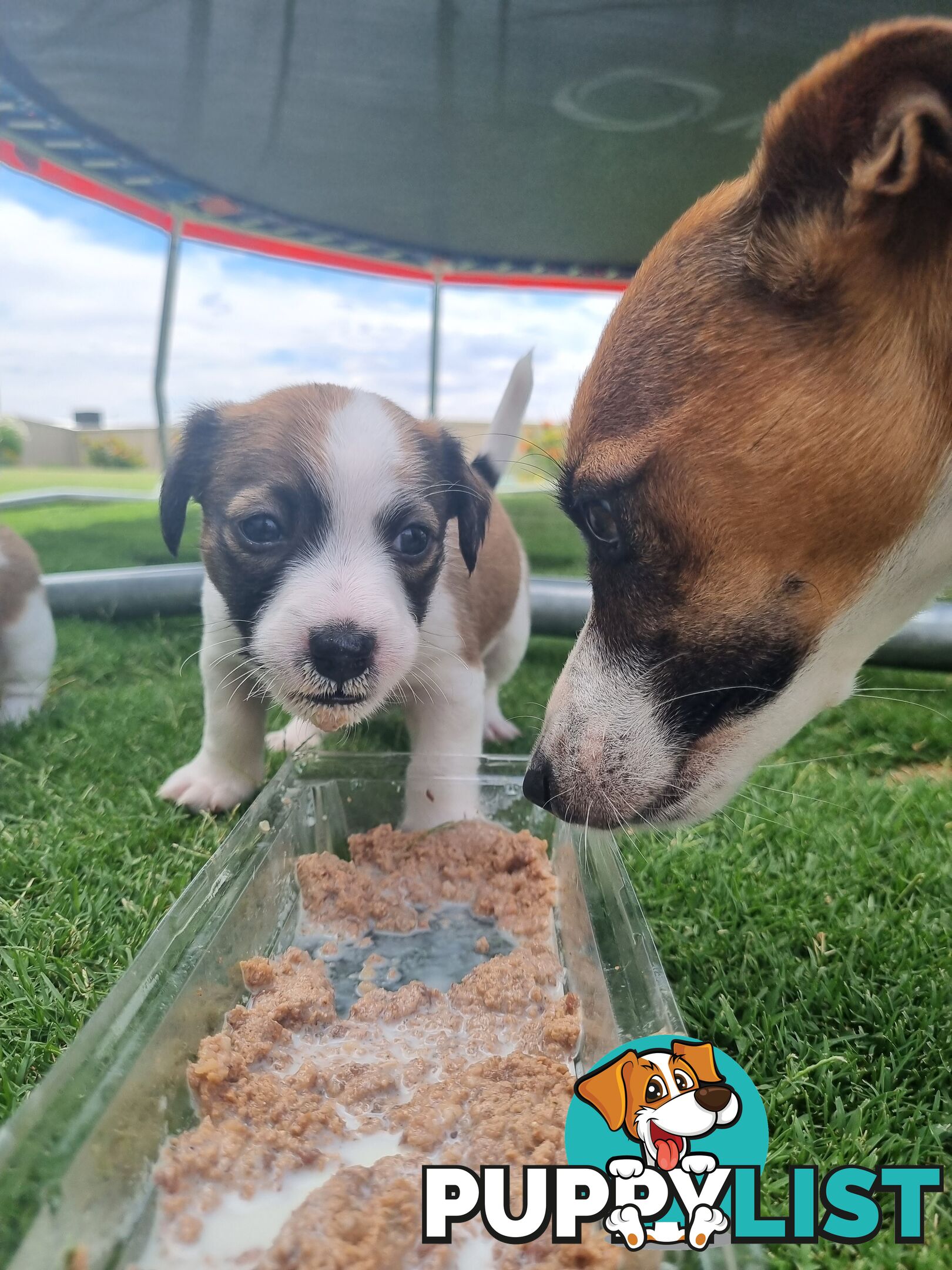 Jack Russel puppies