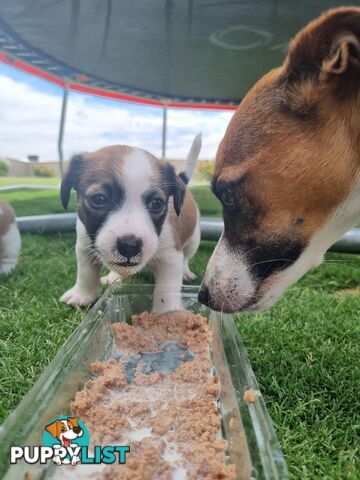 Jack Russel puppies