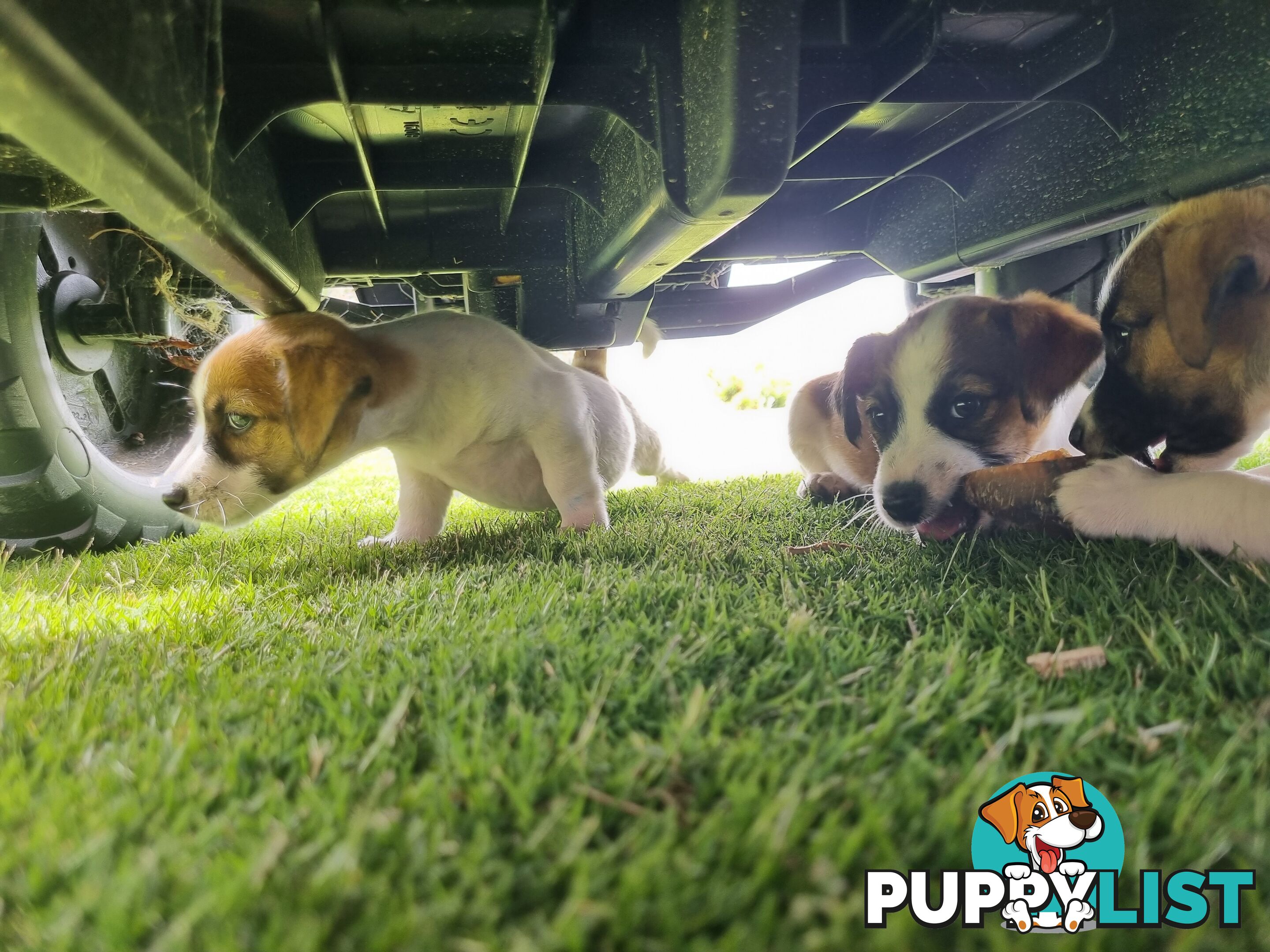 Jack Russel puppies