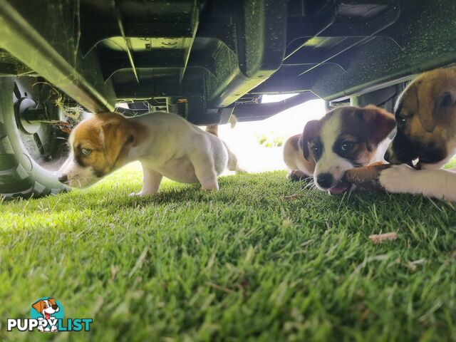 Jack Russel puppies