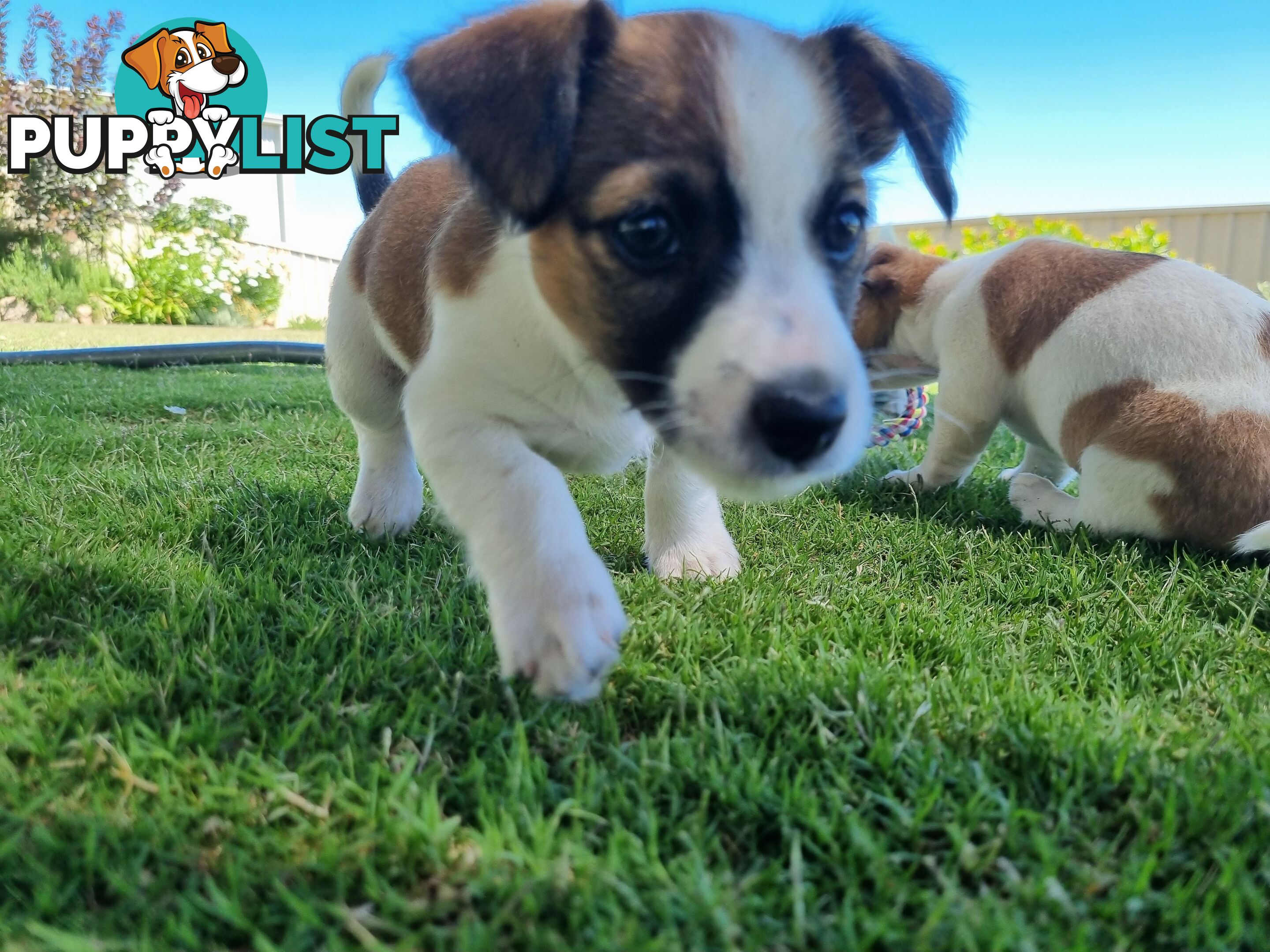 Jack Russel puppies