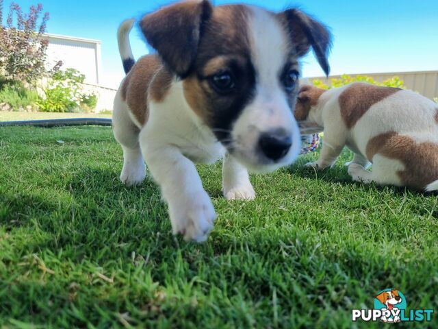 Jack Russel puppies