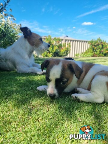 Jack Russel puppies