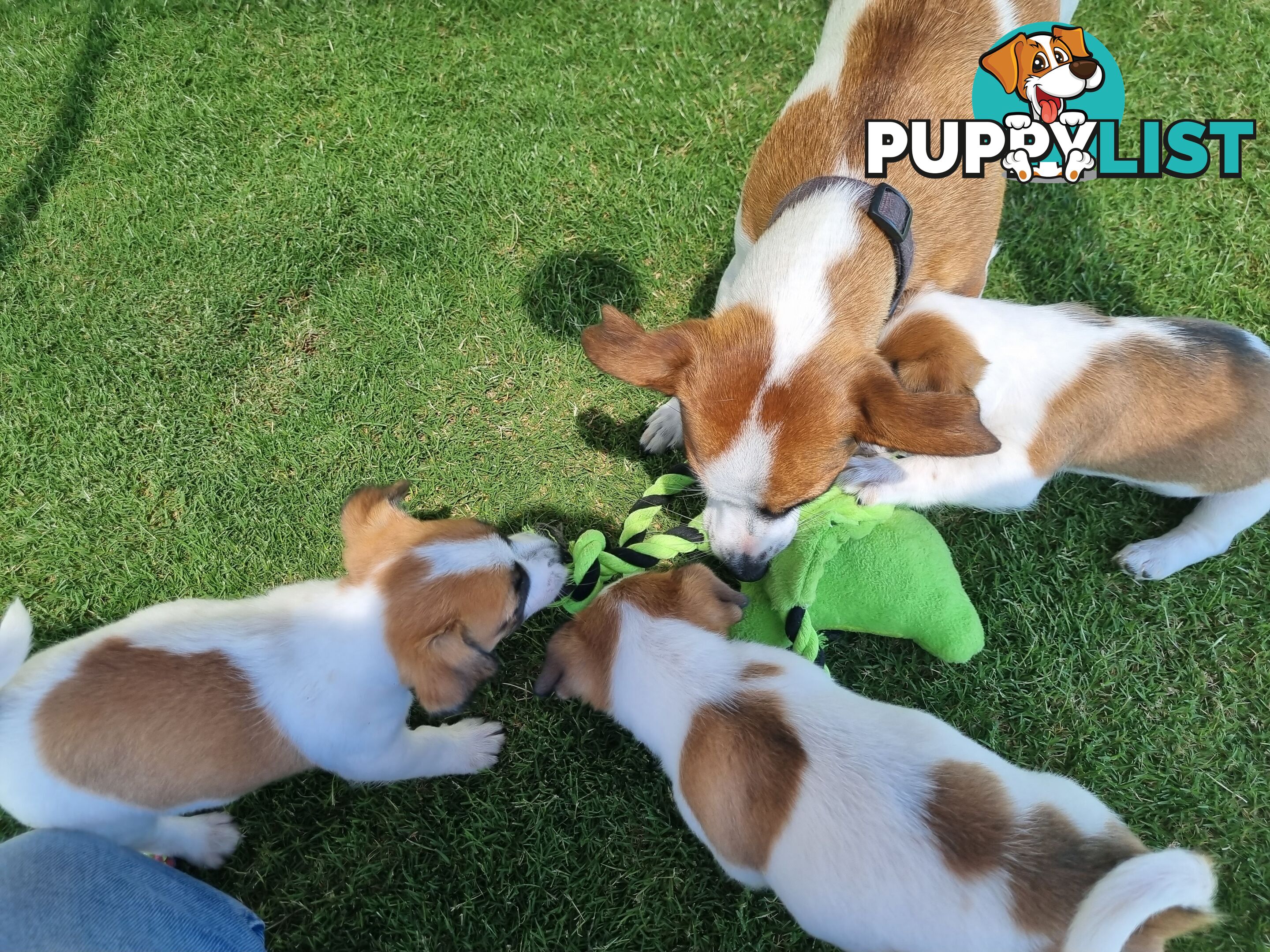 Jack Russel puppies