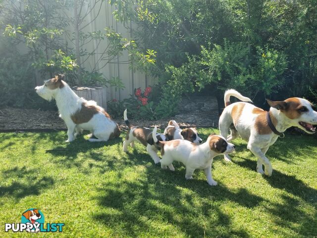 Jack Russel puppies