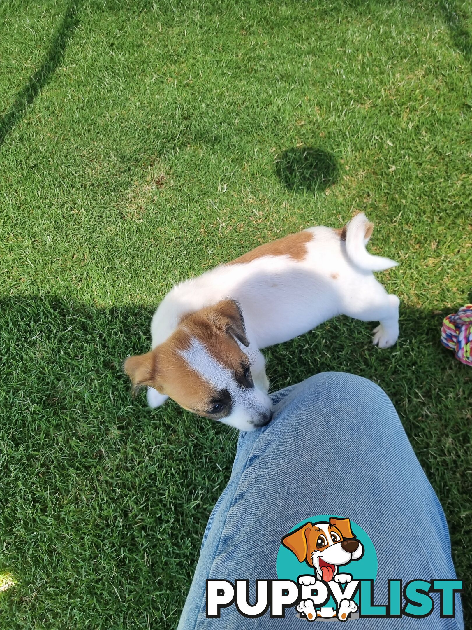 Jack Russel puppies