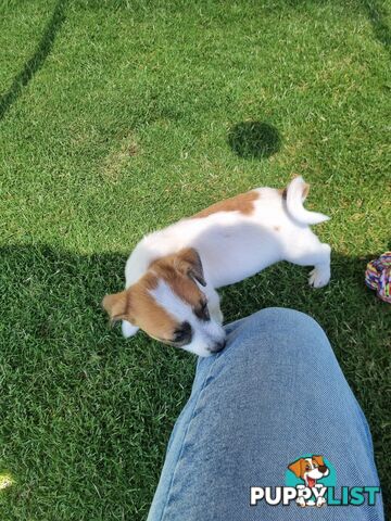 Jack Russel puppies