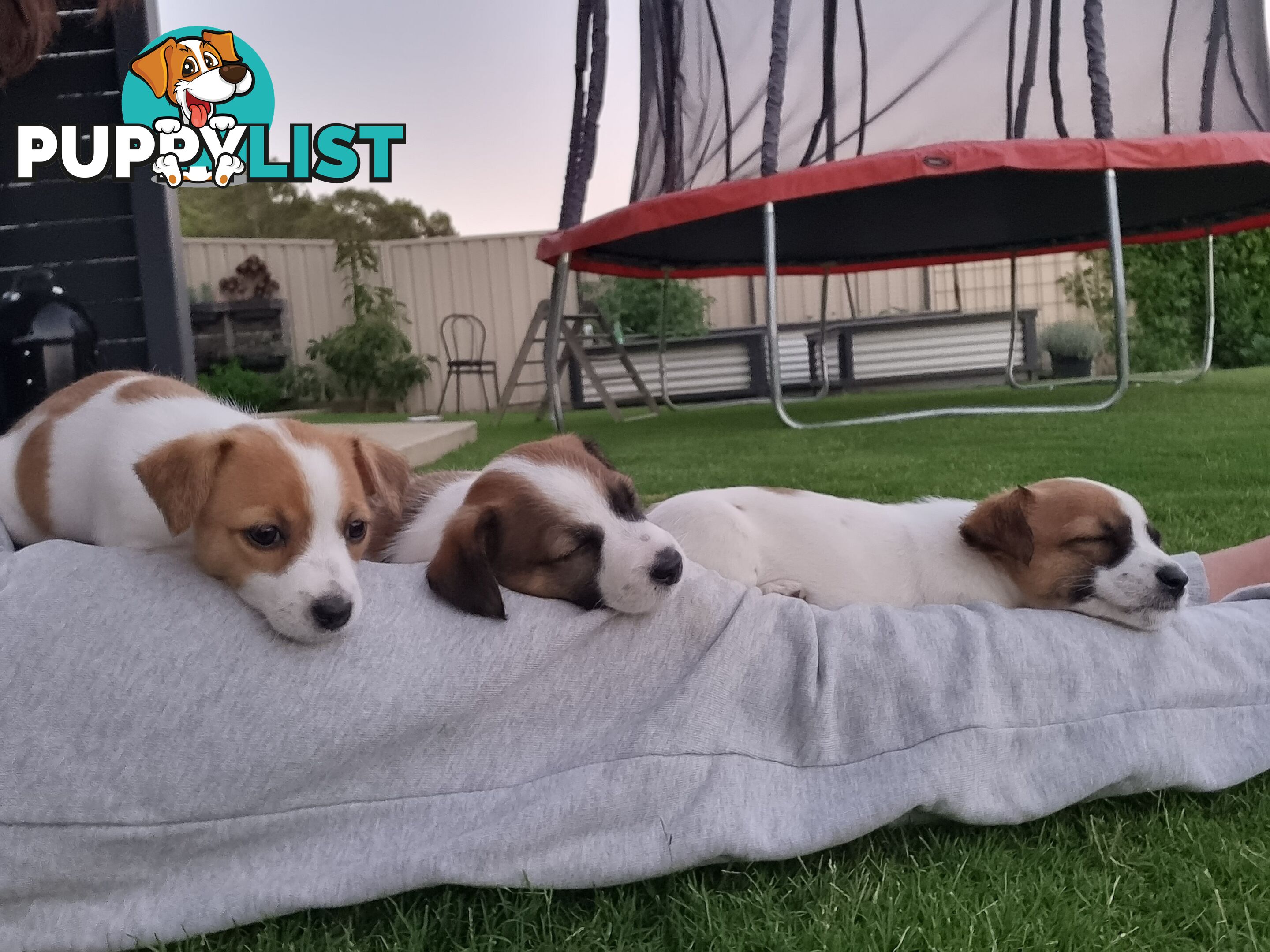 Jack Russel puppies