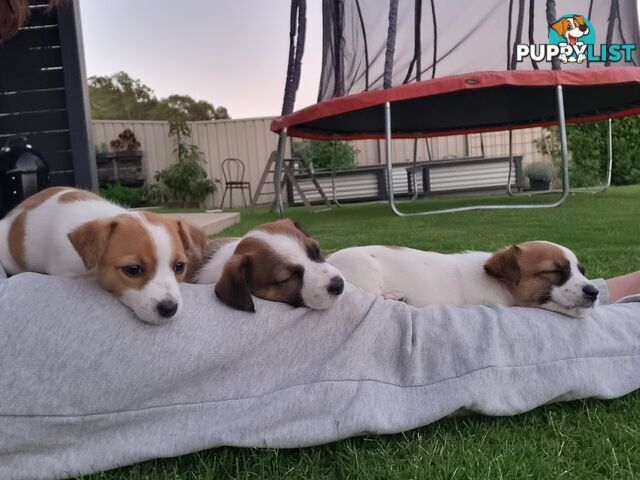 Jack Russel puppies