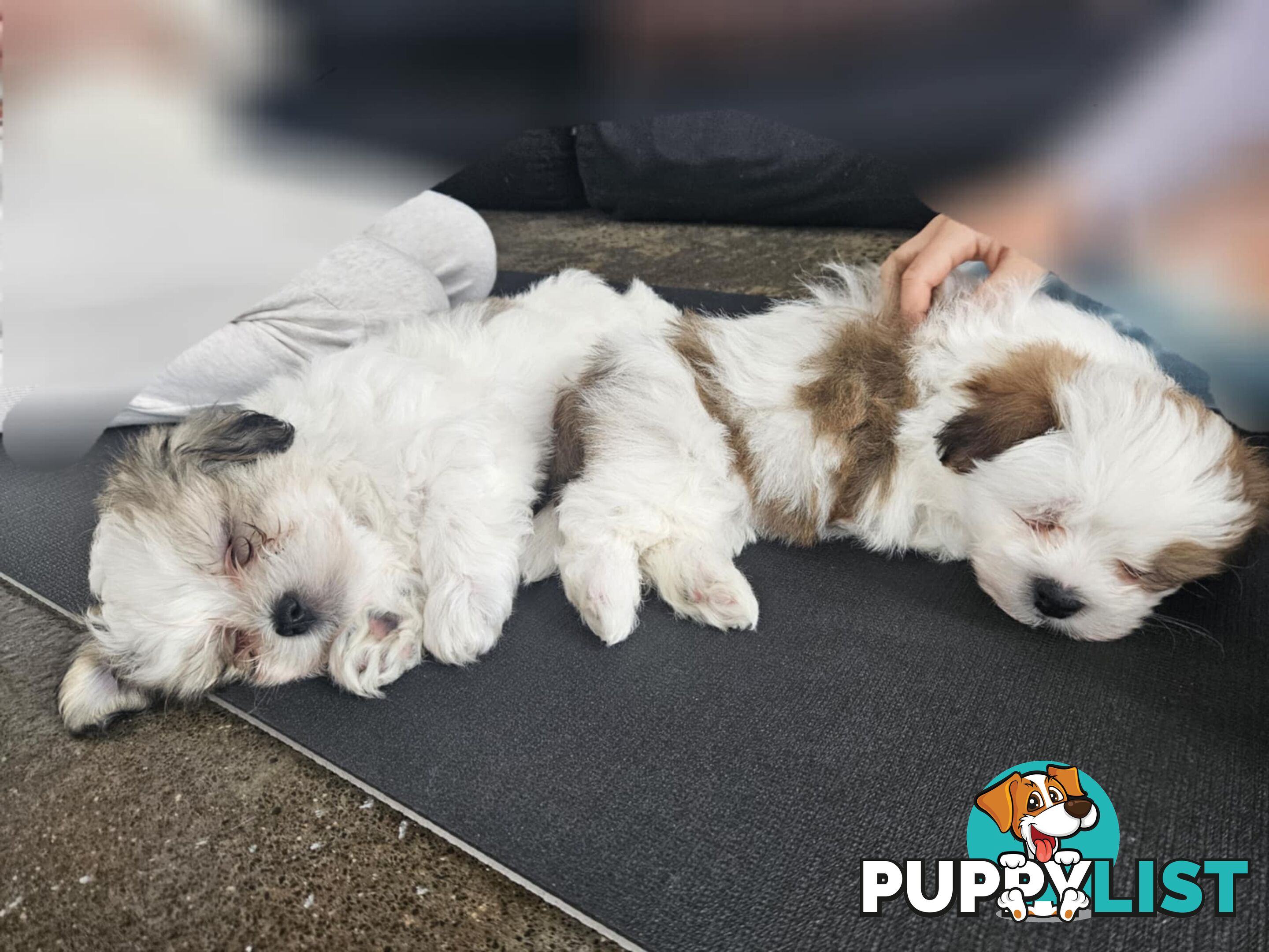 Maltese Shih Tzu Puppies
