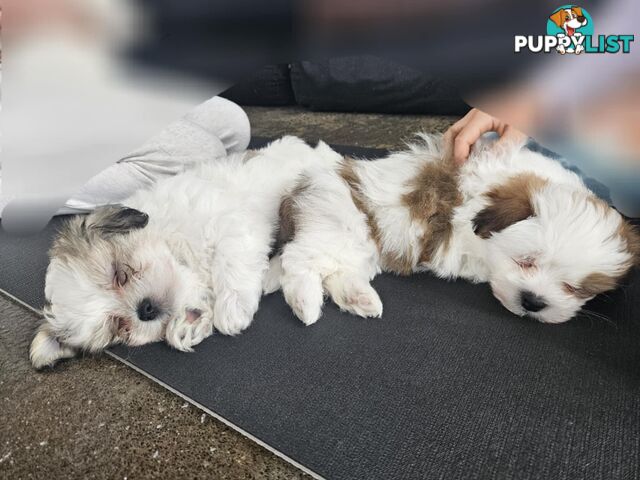 Maltese Shih Tzu Puppies