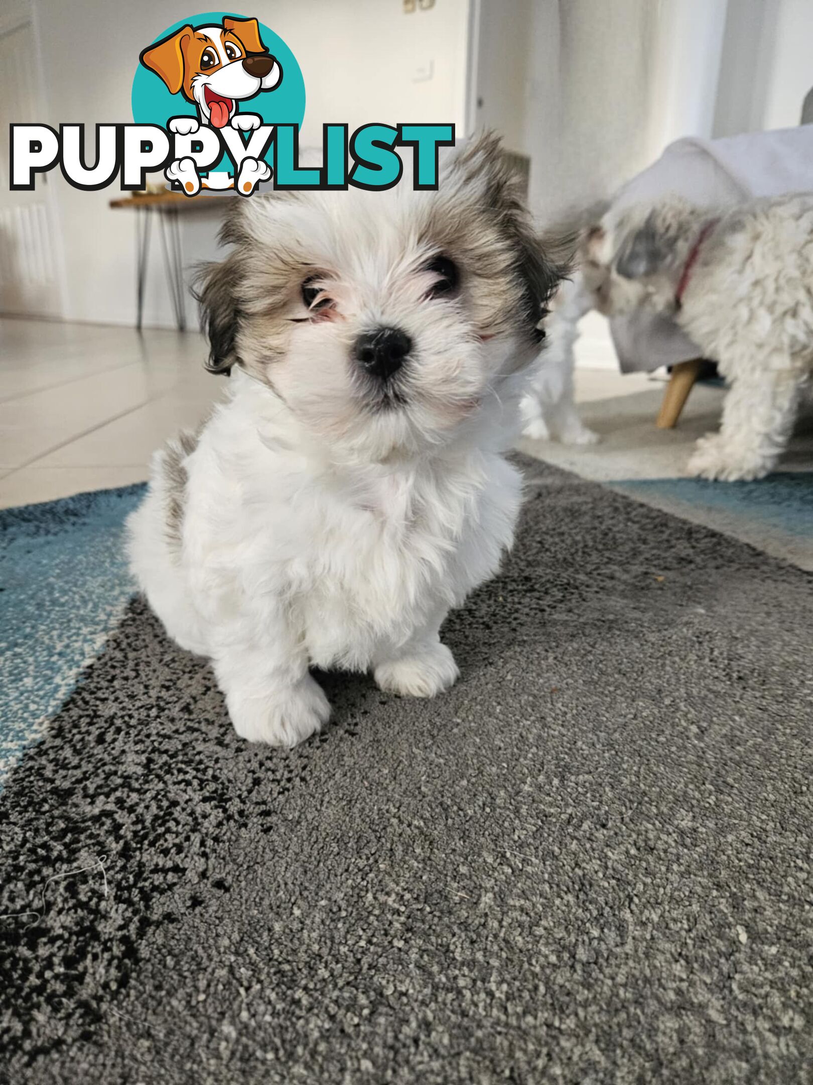 Maltese Shih Tzu Puppies
