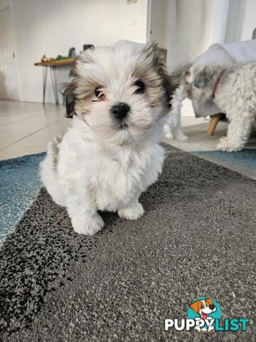 Maltese Shih Tzu Puppies
