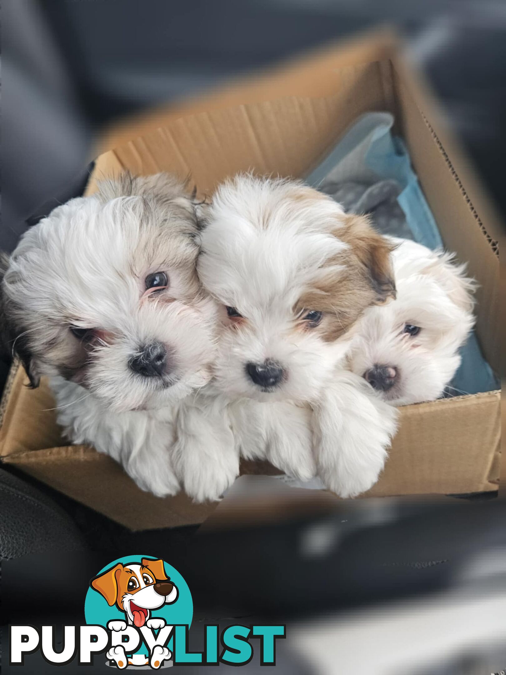 Maltese Shih Tzu Puppies