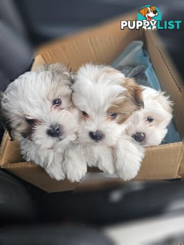 Maltese Shih Tzu Puppies