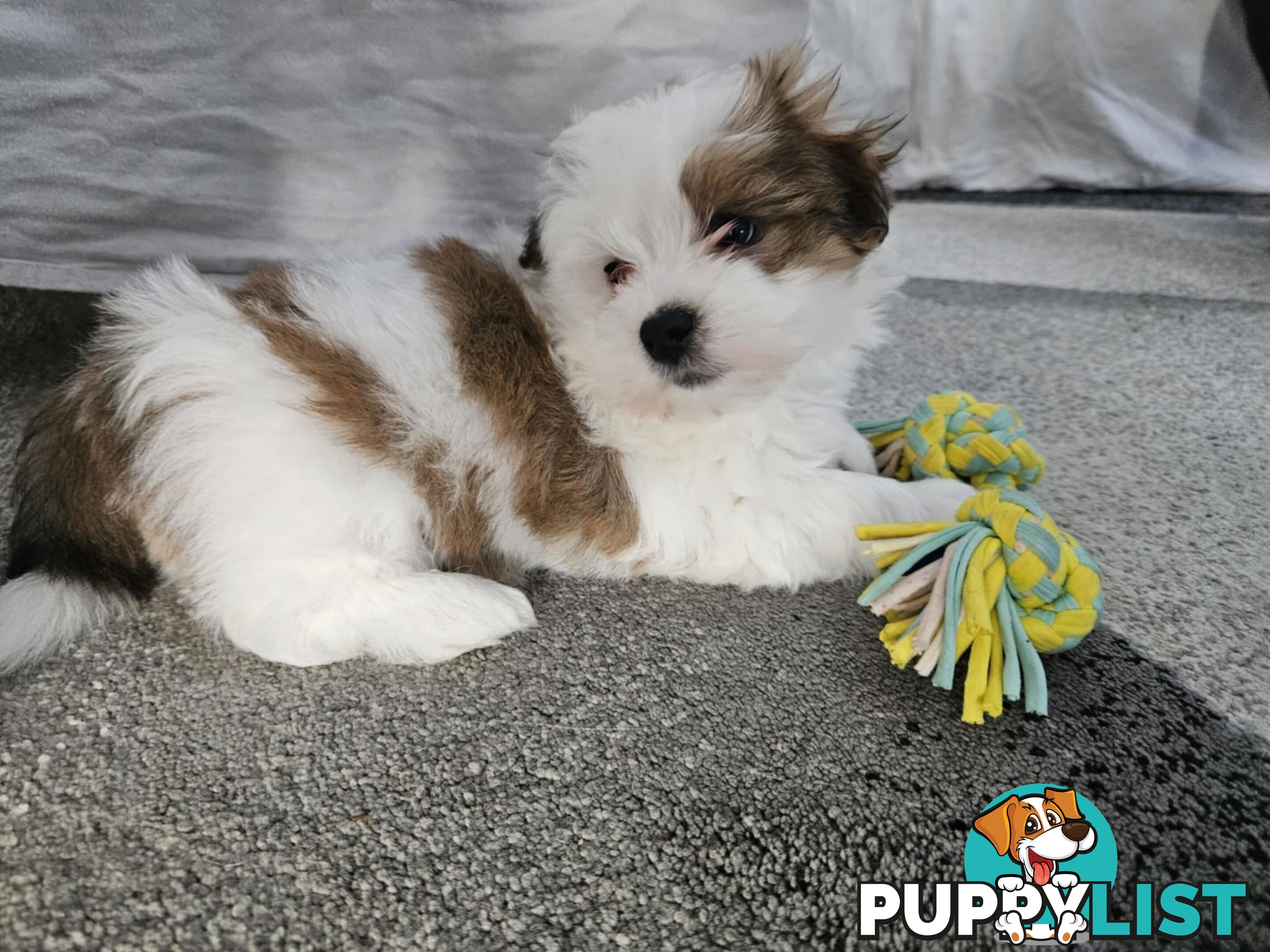 Maltese Shih Tzu Puppies