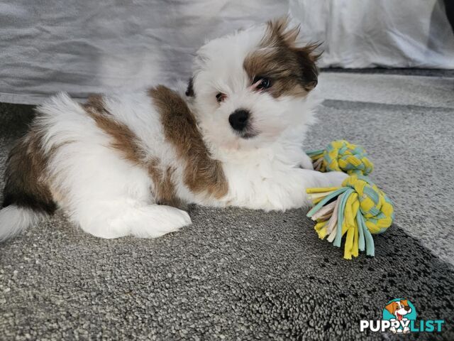 Maltese Shih Tzu Puppies