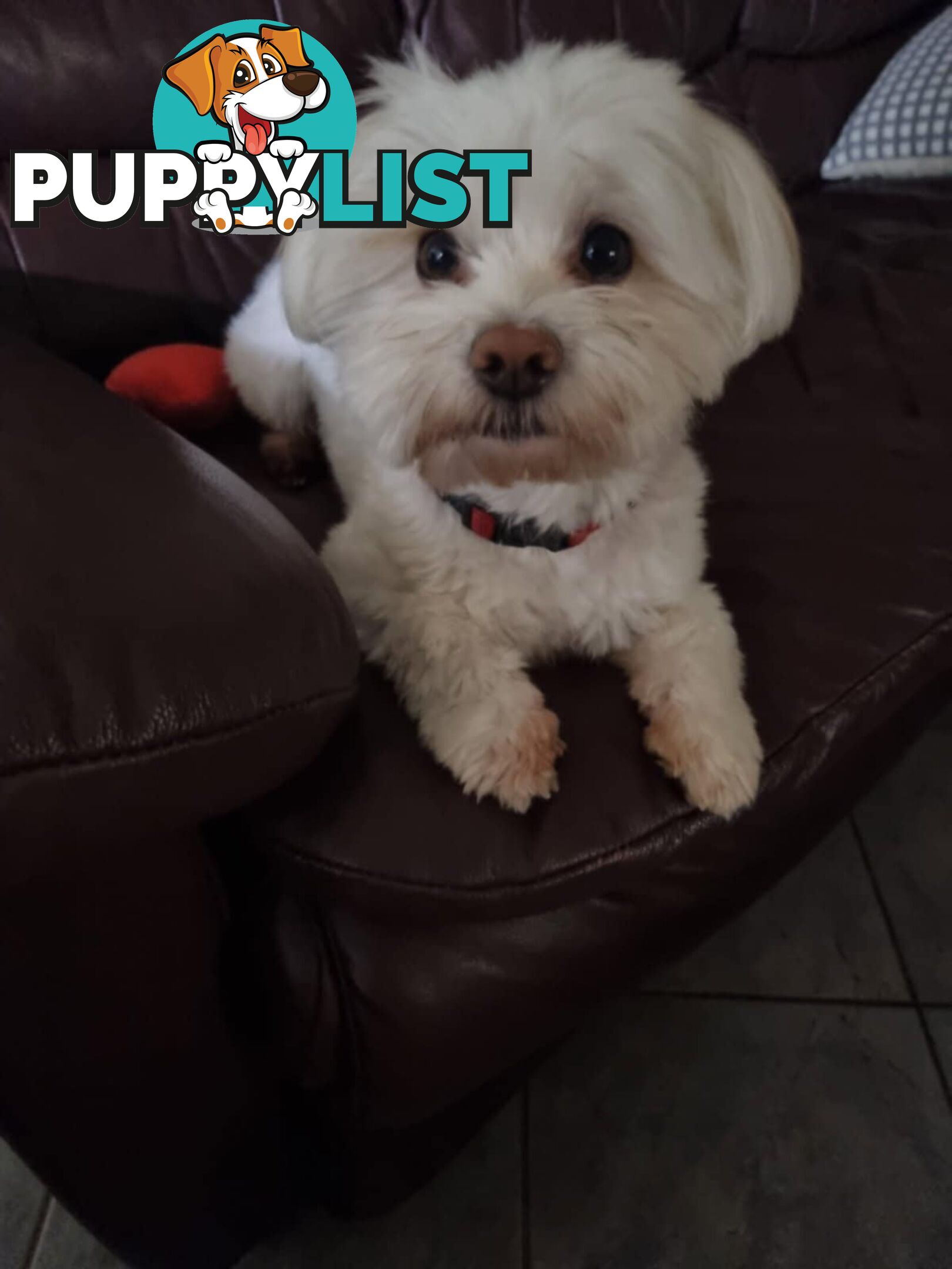 Maltese Shih Tzu Puppies