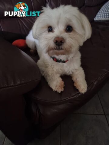 Maltese Shih Tzu Puppies