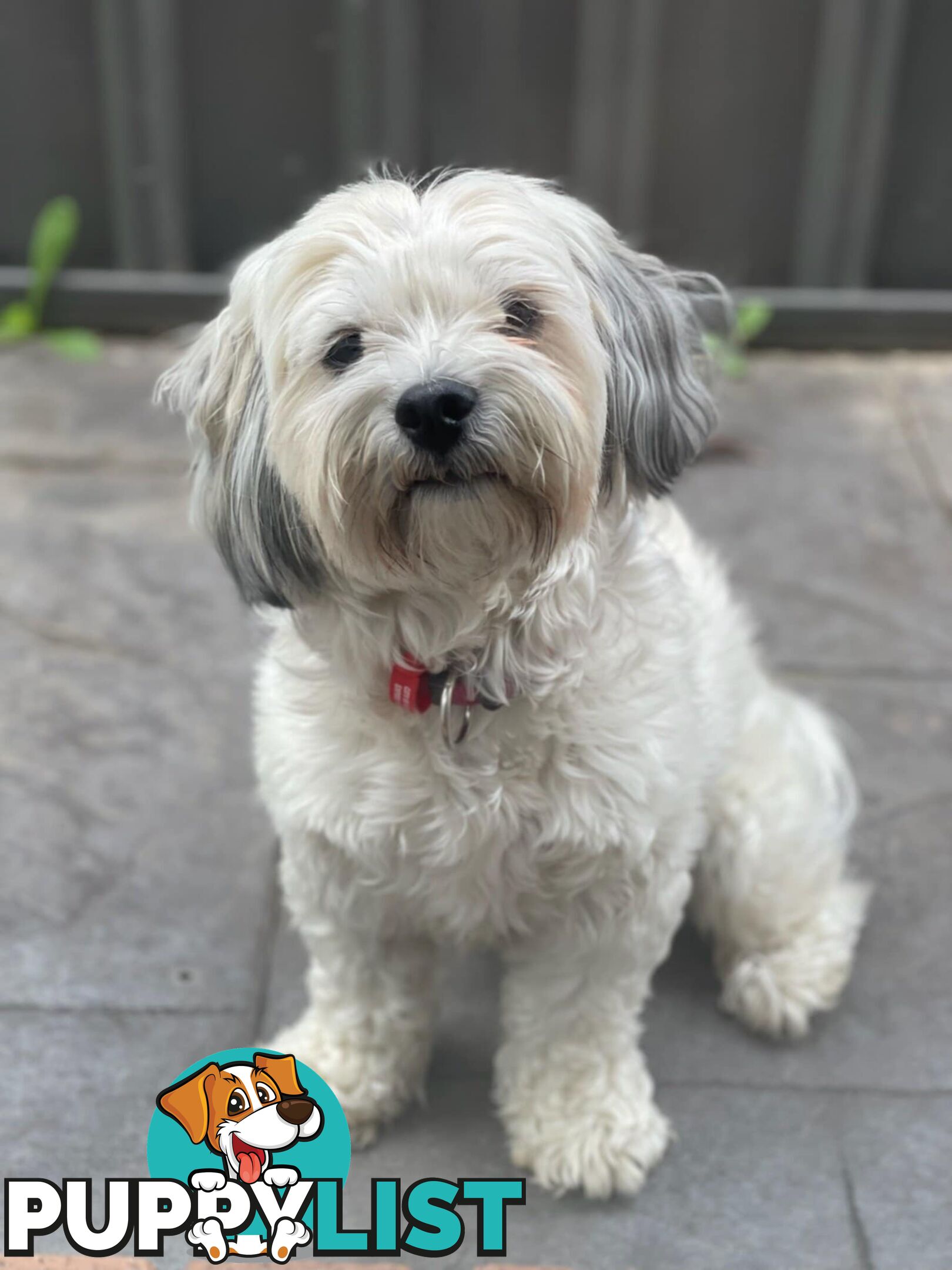 Maltese Shih Tzu Puppies