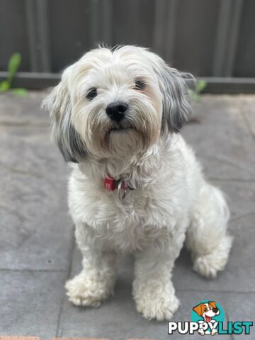 Maltese Shih Tzu Puppies
