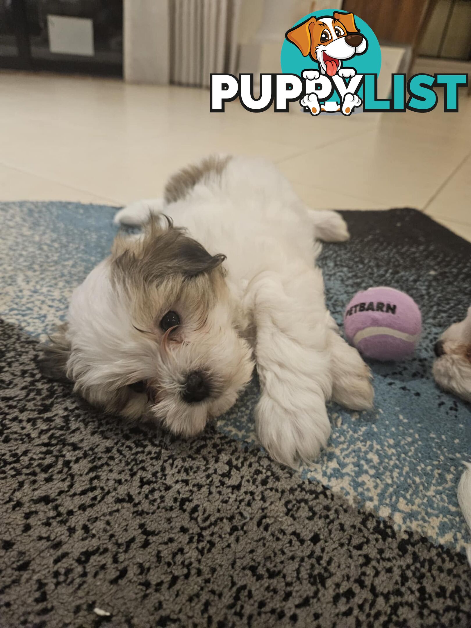 Maltese Shih Tzu Puppies