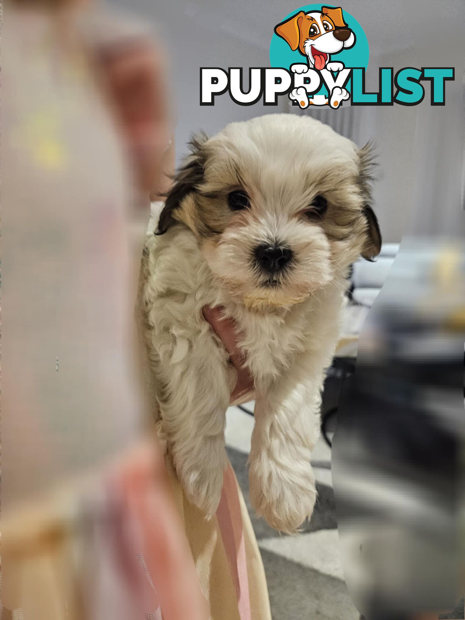 Maltese Shih Tzu Puppies